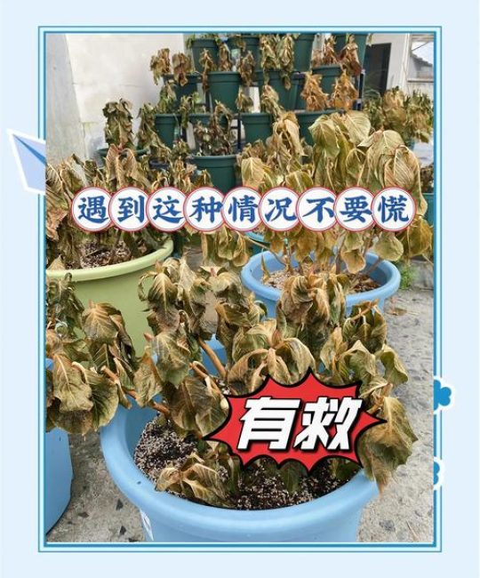 蔫了的花怎么补救？从诊断到恢复的完整指南