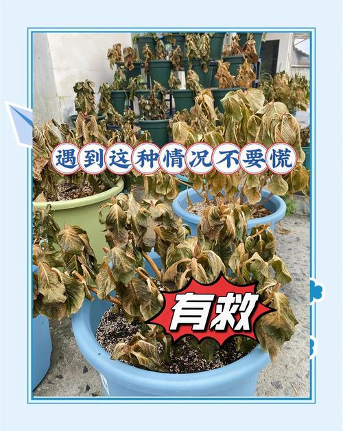 蔫了的花怎么补救?从诊断到恢复的完整指南 第一步:快速诊断——你的花为什么蔫?