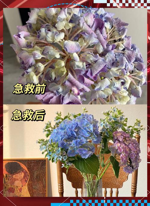 蔫了的花怎么补救?从诊断到恢复的完整指南 第三步:预防复发的养护要点