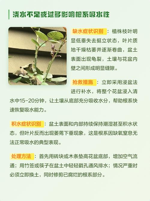蔫了的花怎么补救?从诊断到恢复的完整指南 结语