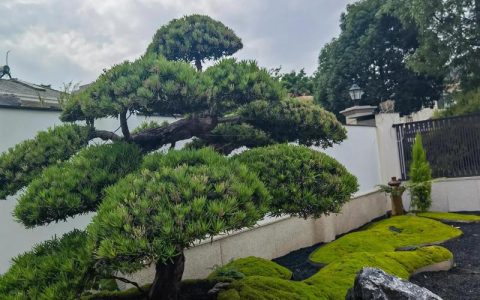 家里院子能种罗汉松吗？一文讲透地栽和盆栽全流程