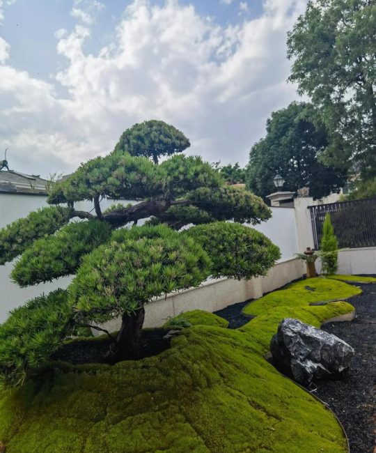 家里院子能种罗汉松吗？一文讲透地栽和盆栽全流程