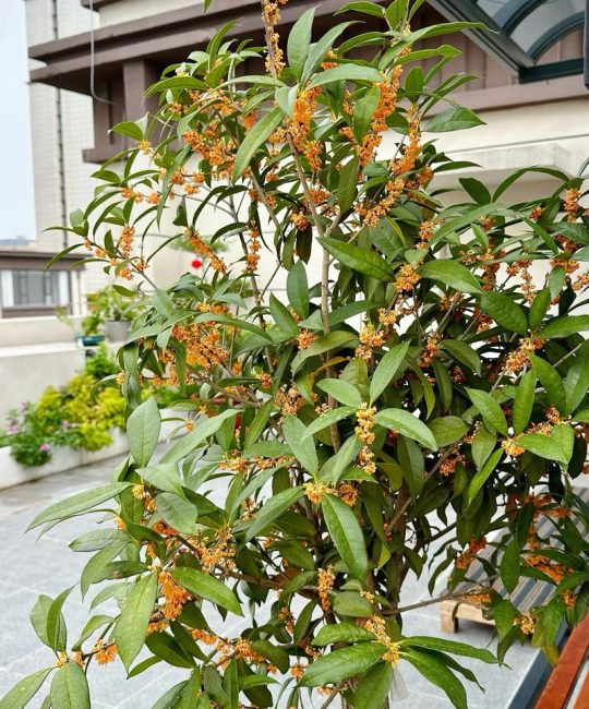 院子里种桂花树好吗？庭院桂花种植指南与根系安全评估