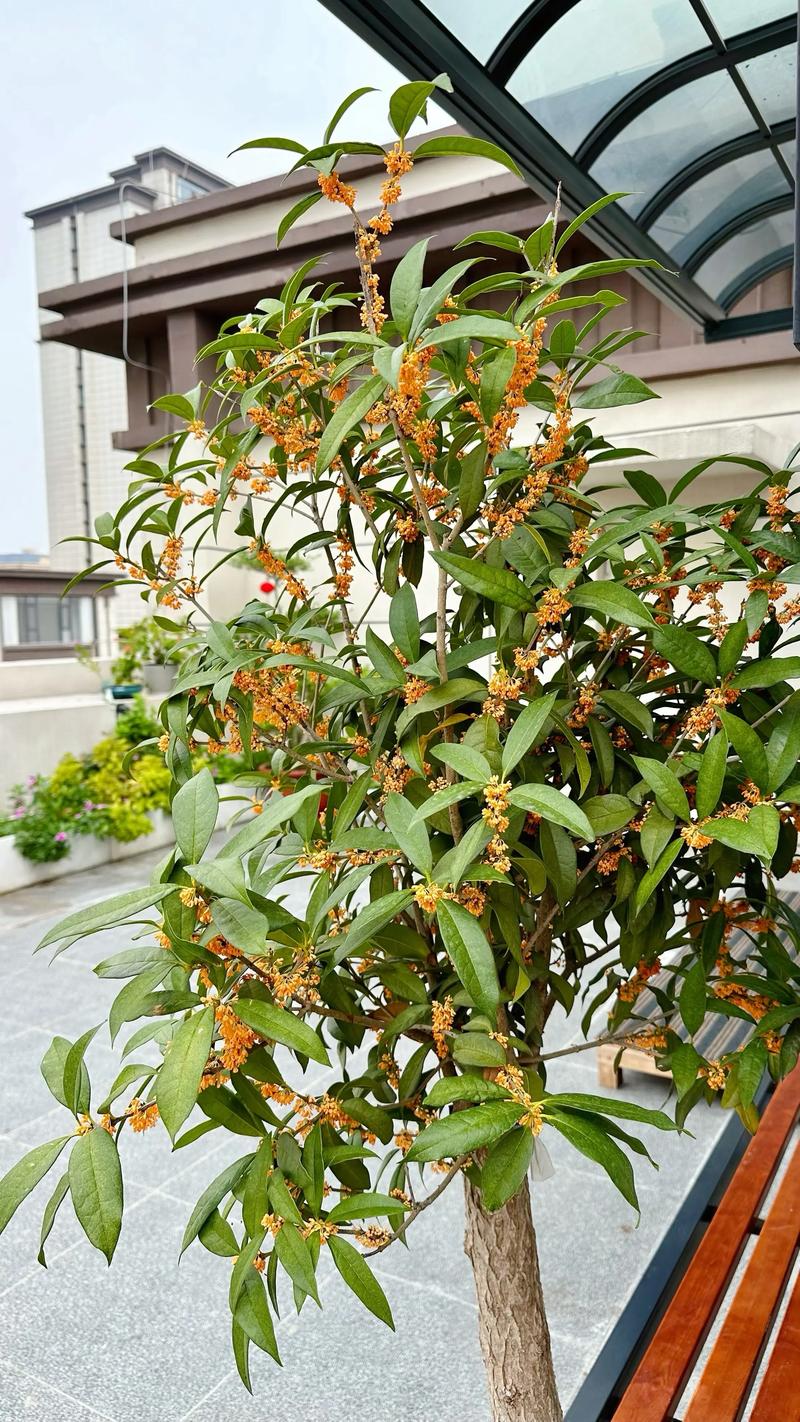 院子里种桂花树好吗？庭院桂花种植指南与根系安全评估