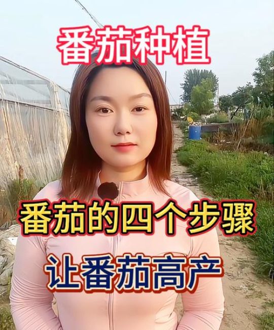 西红柿怎么种植才能高产？全流程种植技术指南