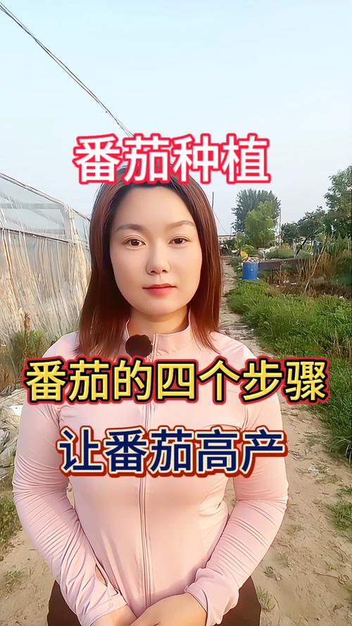 西红柿怎么种植才能高产？全流程种植技术指南
