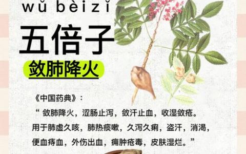 五味子的功效与作用及安全食用指南