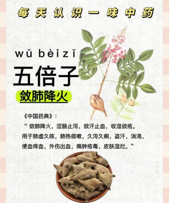五味子的功效与作用及安全食用指南