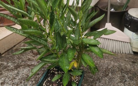 小叶榄仁什么时候开花？花期、果期及养护全攻略