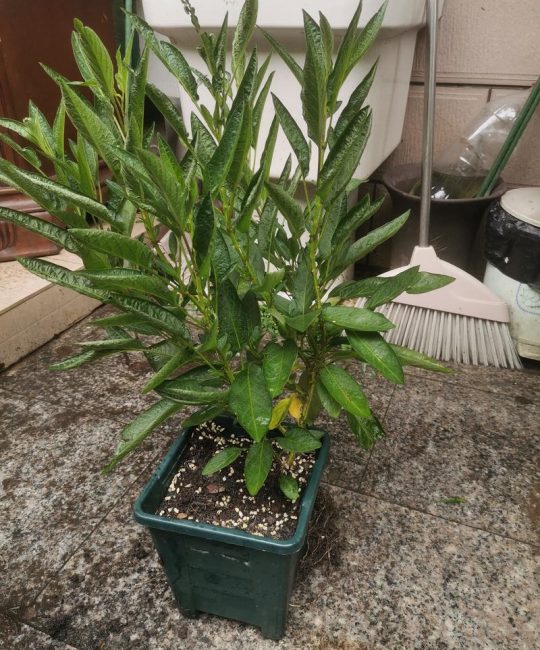 小叶榄仁什么时候开花？花期、果期及养护全攻略