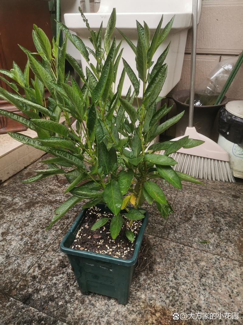 小叶榄仁什么时候开花?花期、果期及养护全攻略 小叶榄仁的花期、果期与观赏期