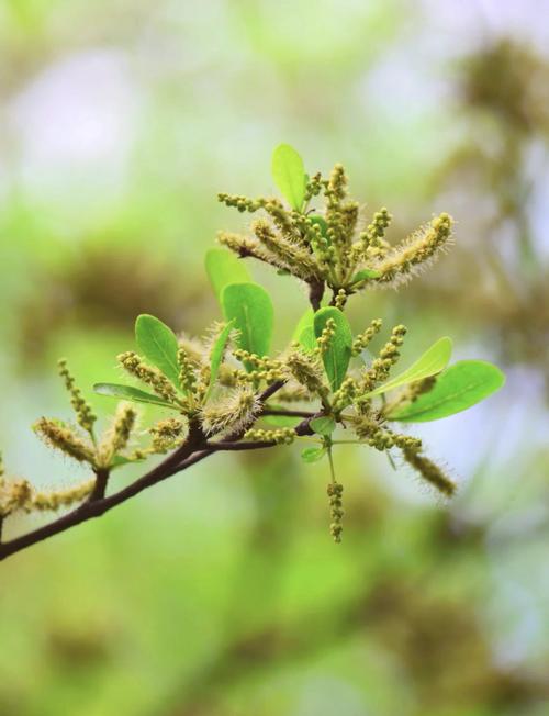 小叶榄仁什么时候开花?花期、果期及养护全攻略 影响开花结果的关键因素