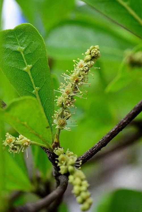 小叶榄仁什么时候开花?花期、果期及养护全攻略 常见问题解答 (FAQ)