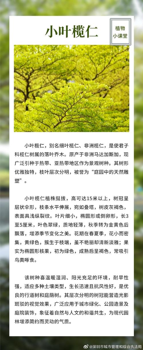 小叶榄仁什么时候开花?花期、果期及养护全攻略 不开花或不结果的常见原因与解决