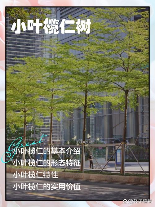 小叶榄仁什么时候开花?花期、果期及养护全攻略 总结