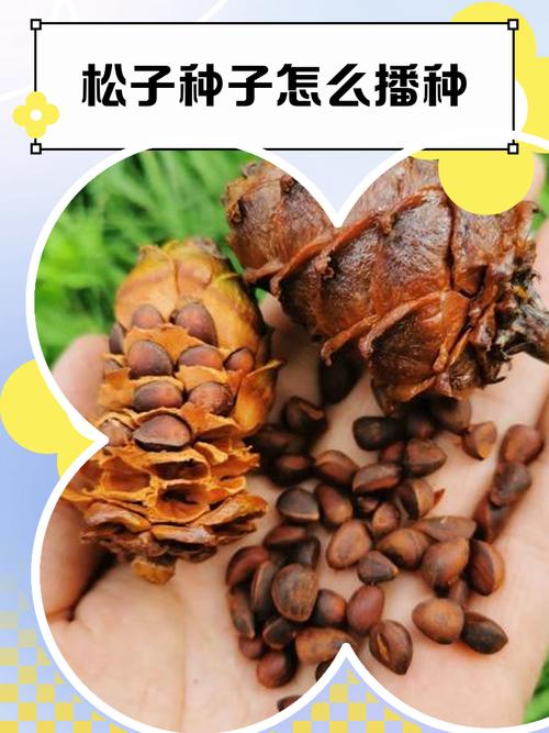 松树子壳在乔木大树栽培中的五大实用技巧 育苗与扦插基质