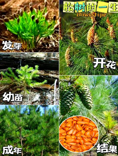 松树子壳在乔木大树栽培中的五大实用技巧 庭院景观装饰