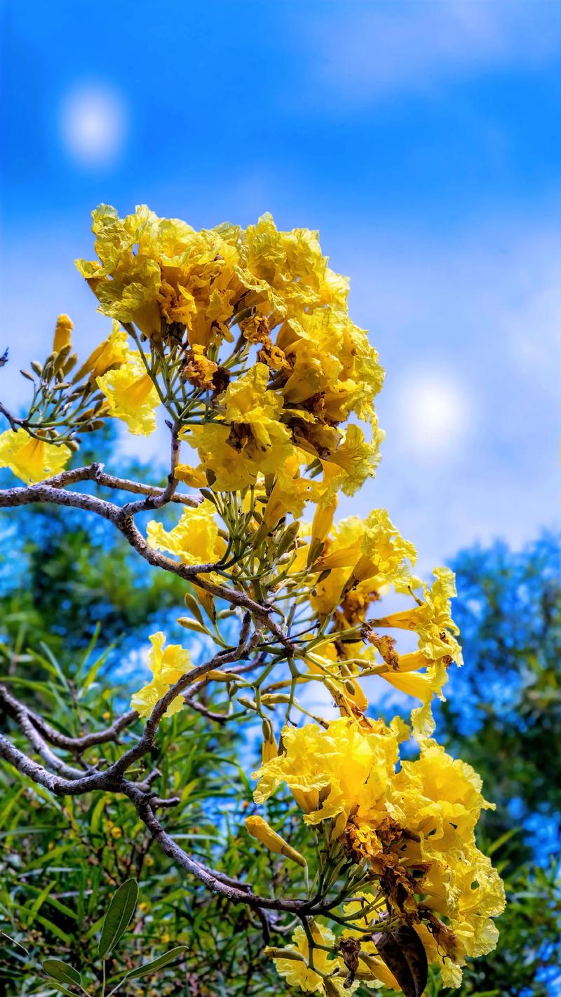 黄花一般指什么花?园艺爱好者必知的几种“黄花”植物全解析 黄花一般指什么花?园艺爱好者必知的几种“黄花”植物全解析