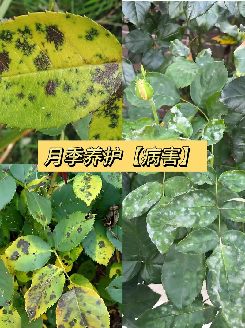 月季花白粉病怎么治 光照与水肥精准方案:预防白粉病的基础
