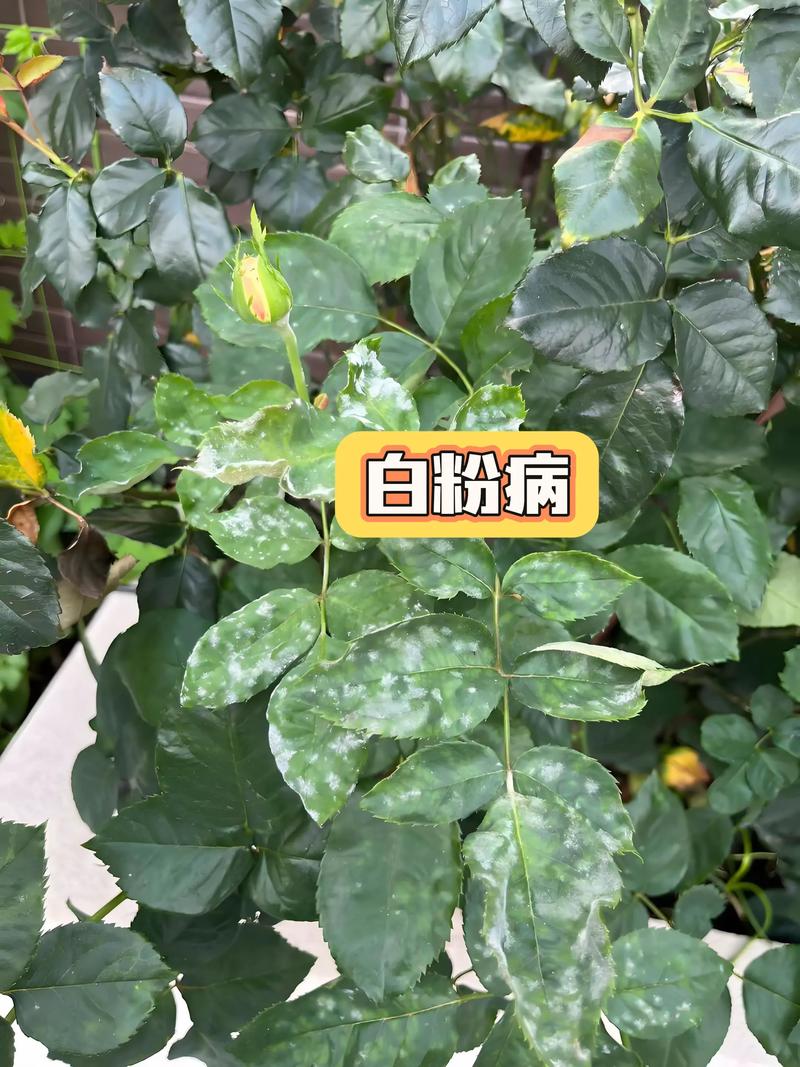 月季花白粉病怎么治 修剪促花系统指导:通风是防病第一步