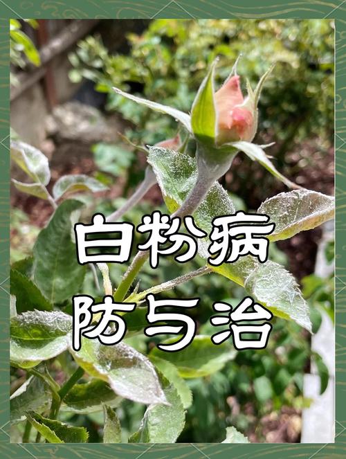 月季花白粉病怎么治 越冬与越夏管理:减少白粉病复发
