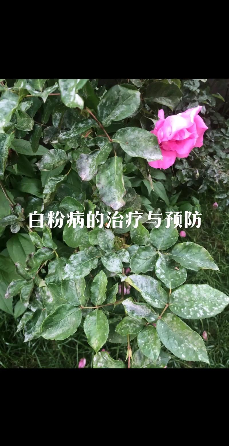 月季花白粉病怎么治 盆栽/地栽选择决策:与病害管理直接相关