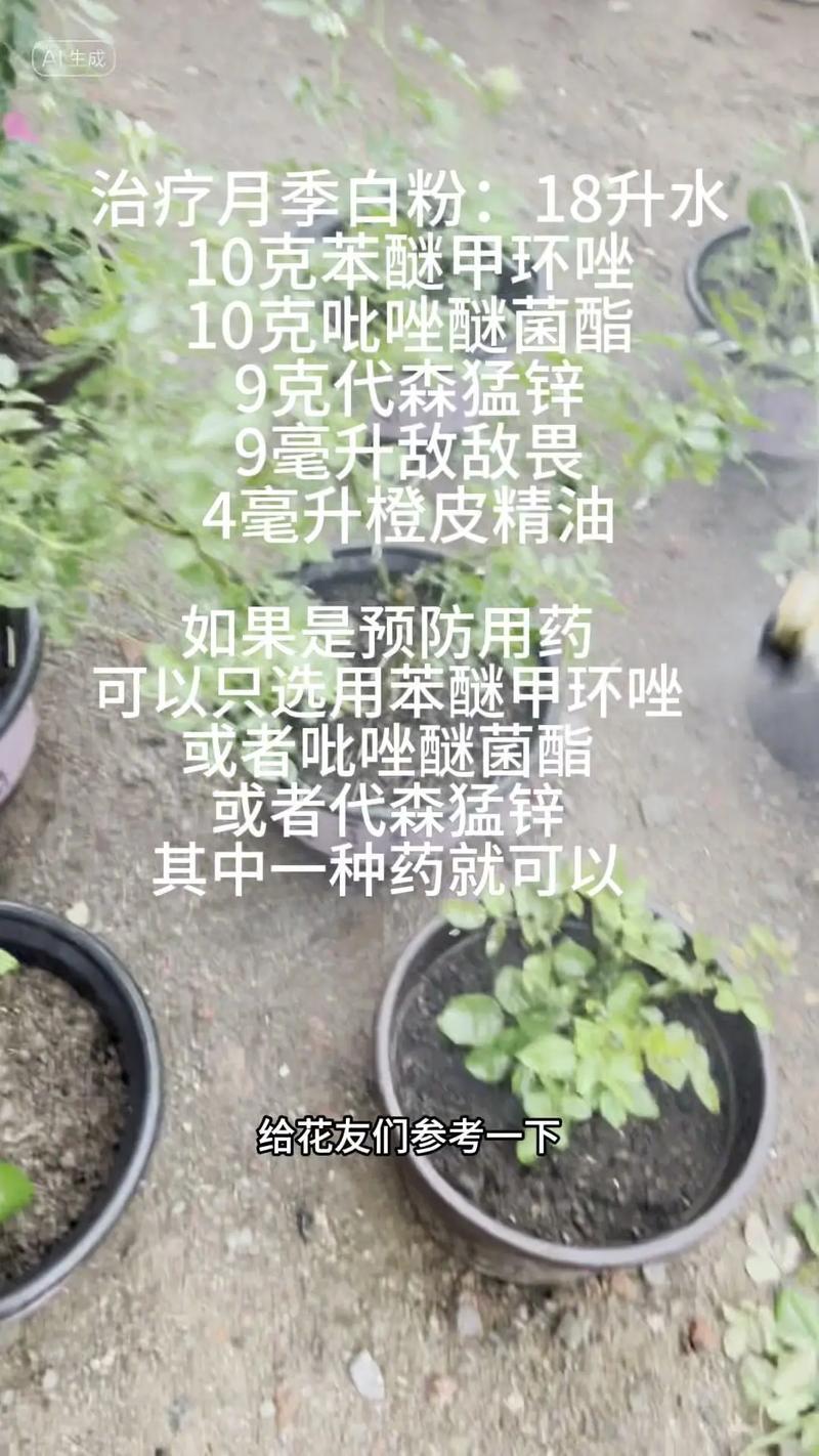 月季花白粉病怎么治 总结:3个核心可执行动作