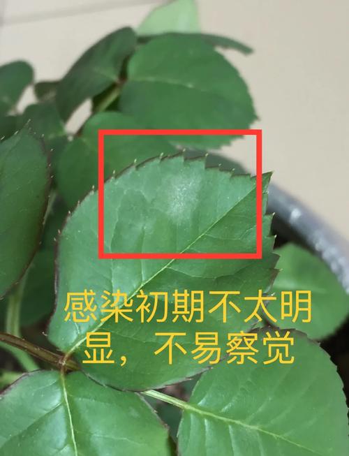 月季花白粉病怎么治 常见误区与纠正