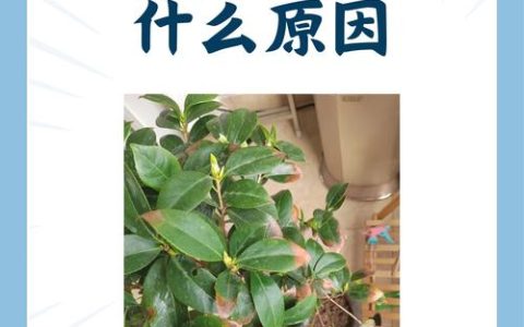 茶花叶子干枯掉落怎么办？从光照、水肥到修剪，一文解决