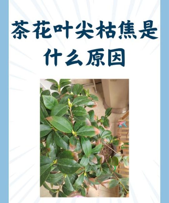 茶花叶子干枯掉落怎么办？从光照、水肥到修剪，一文解决