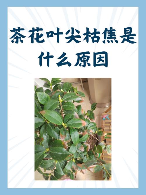 茶花叶子干枯掉落怎么办?从光照、水肥到修剪,一文解决 品种基础档案