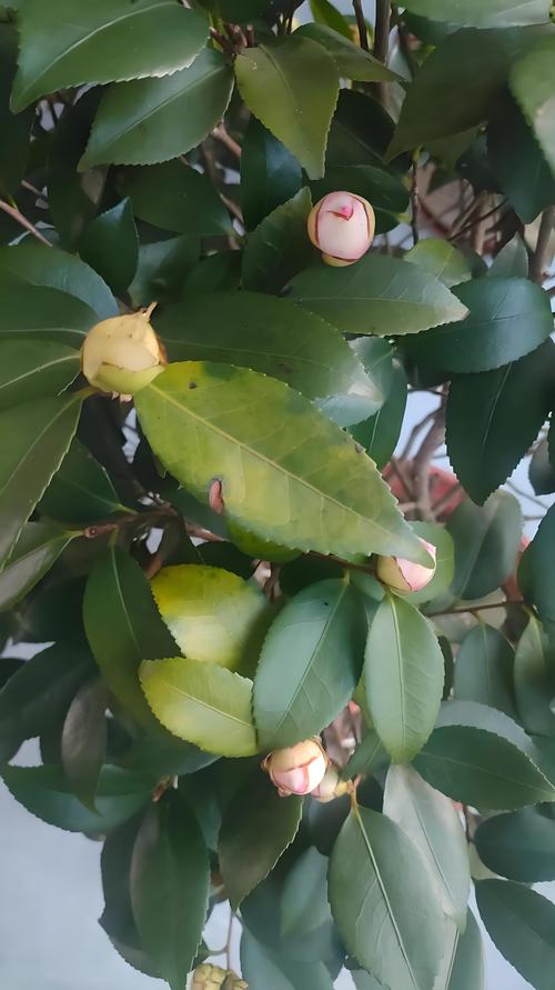 茶花叶子干枯掉落怎么办?从光照、水肥到修剪,一文解决 光照与水肥精准方案(应对叶子干枯)