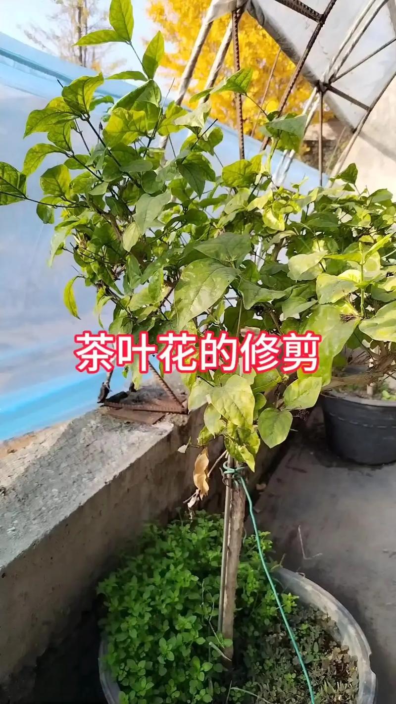 茶花叶子干枯掉落怎么办?从光照、水肥到修剪,一文解决 盆栽/地栽选择决策