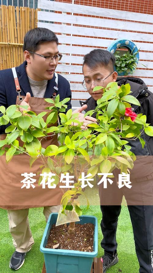 茶花叶子干枯掉落怎么办?从光照、水肥到修剪,一文解决 总结