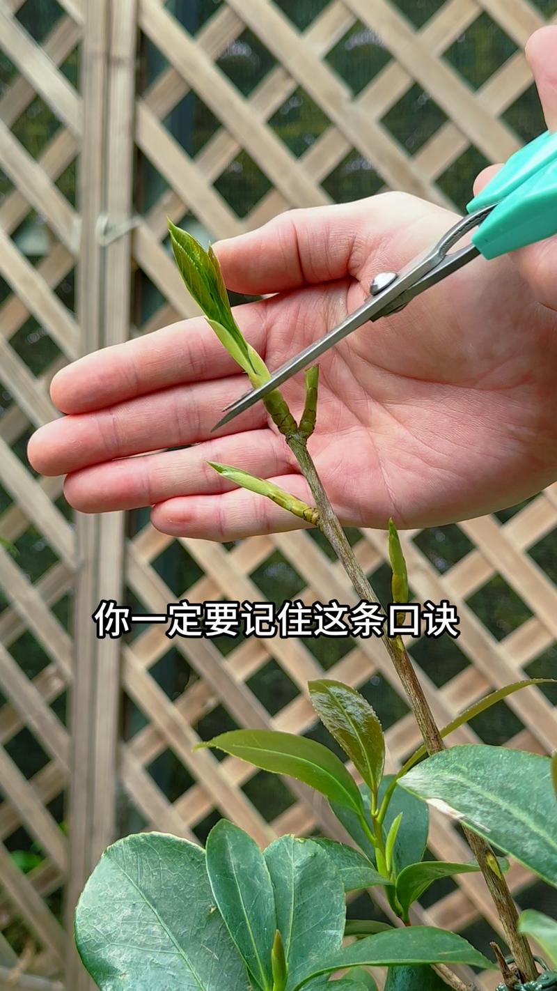 茶花叶子干枯掉落怎么办?从光照、水肥到修剪,一文解决 FAQ