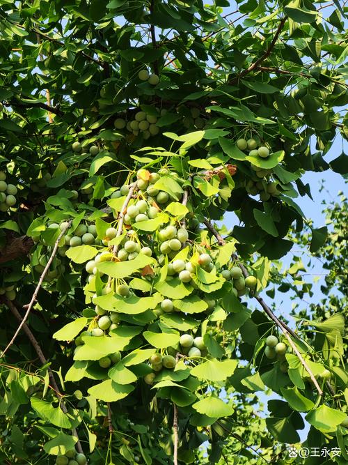 银杏树怎么种?从选时到成活的全流程实操指南 一、适宜时间:春季萌芽前或秋季落叶后