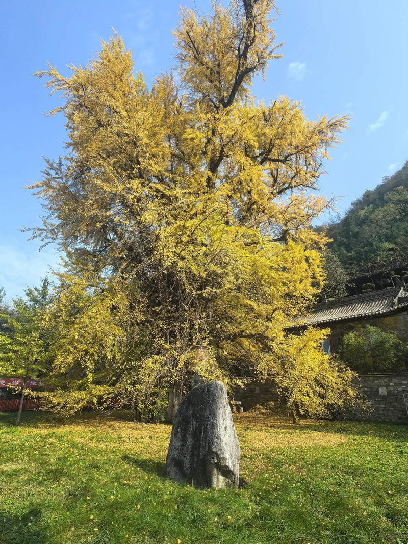 银杏树怎么种?从选时到成活的全流程实操指南 三、栽前处理:修剪根系,消毒生根