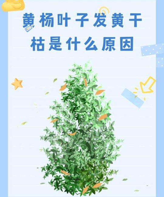黄杨树冬天落叶吗？真相与养护指南全解析