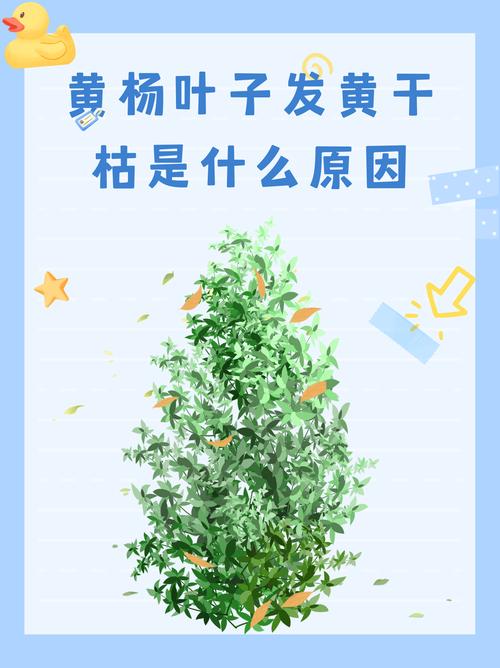 黄杨树冬天落叶吗?真相与养护指南全解析 常绿与落叶的边界:气候与品种的双重决定