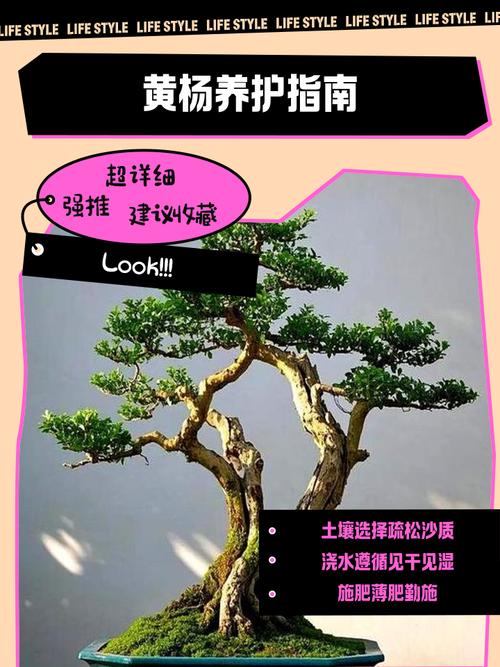 黄杨树冬天落叶吗?真相与养护指南全解析 光照与水分管理:冬季养护的关键