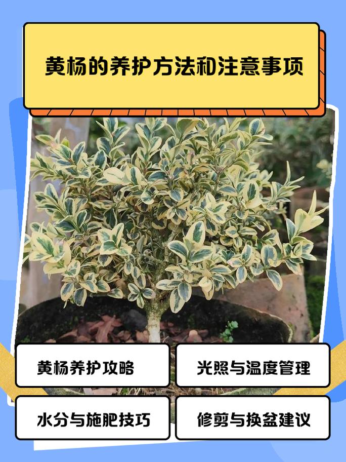 黄杨树冬天落叶吗?真相与养护指南全解析 耐寒指标与落叶临界点:量化数据对照