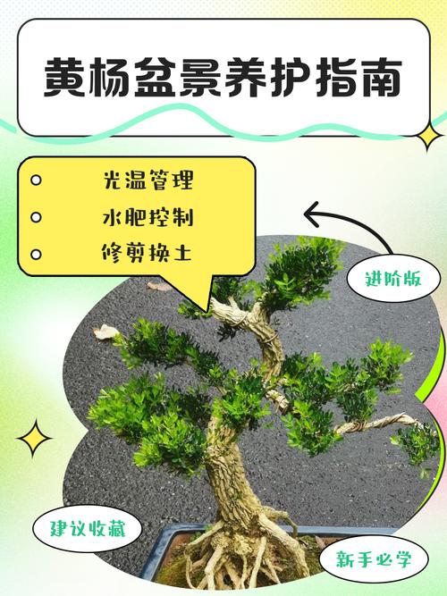 黄杨树冬天落叶吗?真相与养护指南全解析 南北种植差异化建议:从选址到具体操作