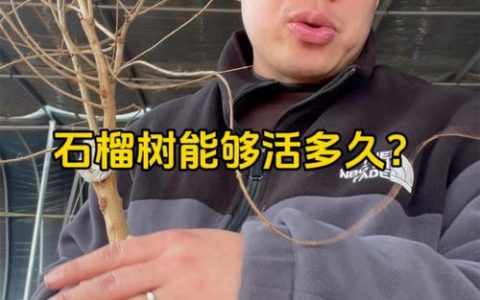 石榴树寿命最长有多少年？详解种植管理与经济价值