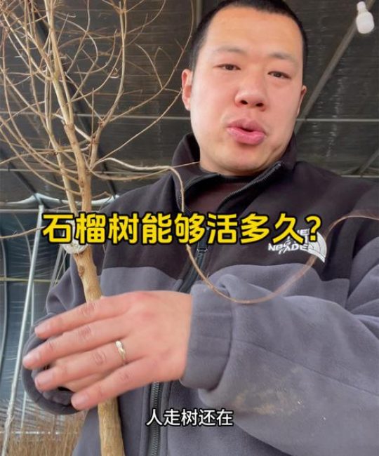 石榴树寿命最长有多少年？详解种植管理与经济价值