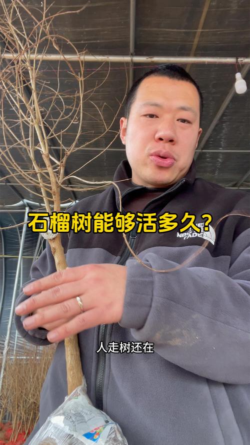 石榴树寿命最长有多少年?详解种植管理与经济价值 石榴树寿命最长有多少年?详解种植管理与经济价值
