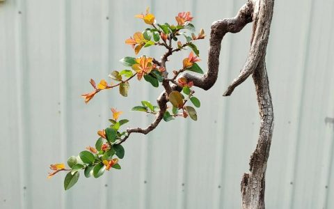雀梅是梅花的一种吗？——揭开雀梅的真实身份与养护秘诀