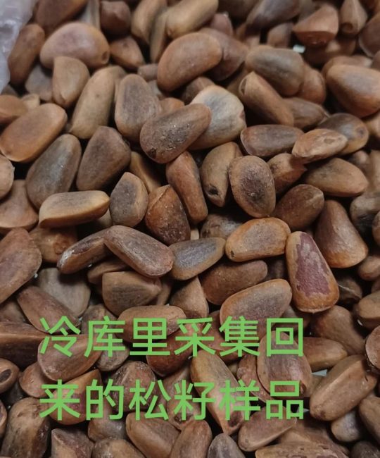 松树种子哪里能买到？科学采购渠道与品种核查全指南