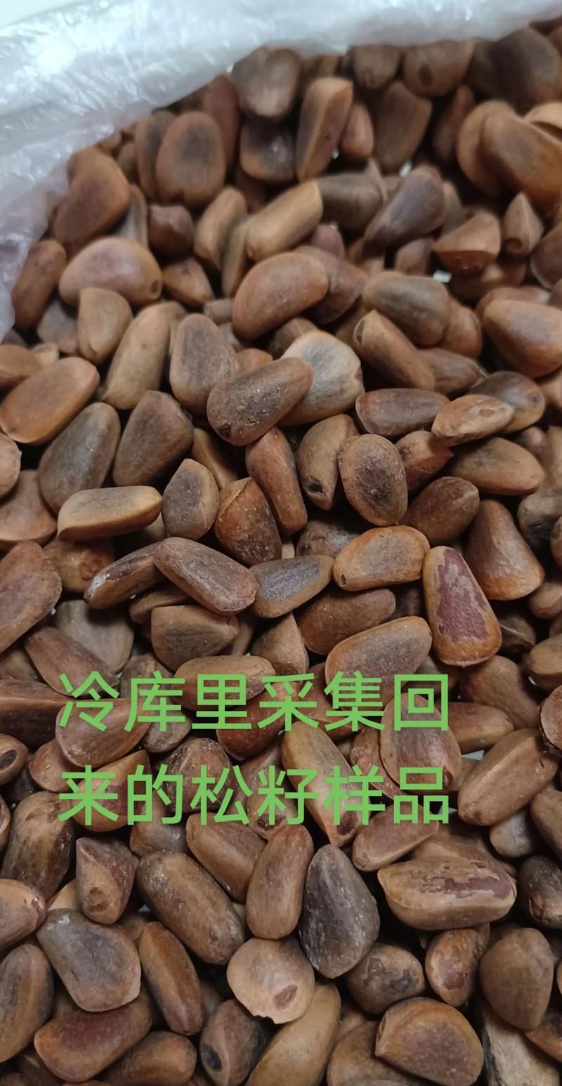 松树种子哪里能买到?科学采购渠道与品种核查全指南 松树种子哪里能买到?科学采购渠道与品种核查全指南
