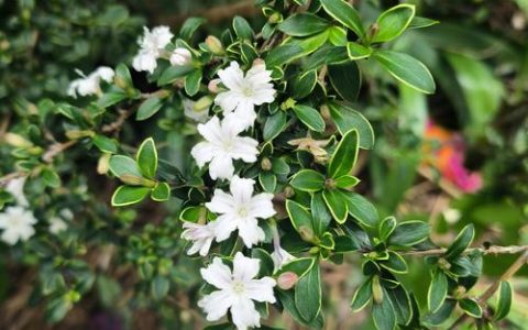 六月雪是什么花？——名称由来、形态特征与养护指南全解析