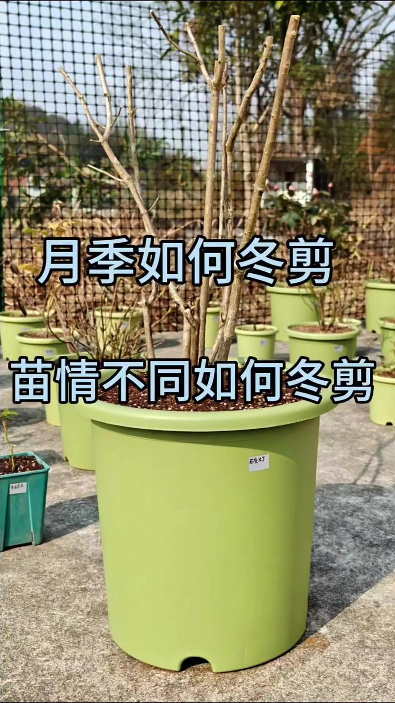 北方蔷薇花怎么过冬:从修剪到防寒的完整实操指南 第一步:精准修剪——在入冬前“减负”